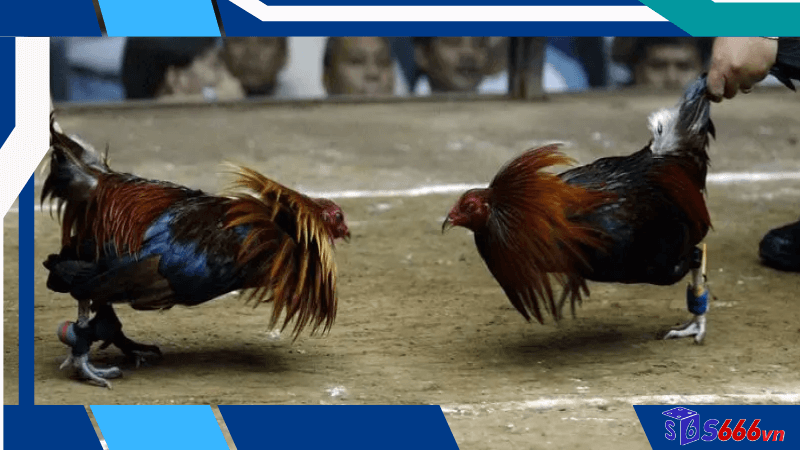 Kỹ thuật chiến thắng trong trực tiếp đá gà